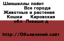 Шиншиллы пойнт ns1133,ny1133. - Все города Животные и растения » Кошки   . Кировская обл.,Леваши д.